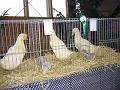 Kreisschau Coesfeld 2008 014